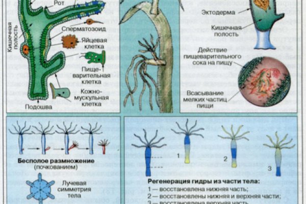 Значок кракена маркетплейса