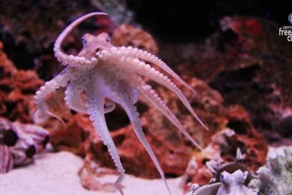 Kraken 12 at